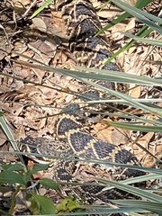Crotalus adamanteus