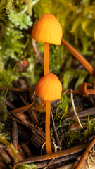 Mycena strobilinoidea