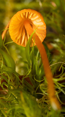 Mycena strobilinoidea