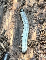 Scolecocampa liburna