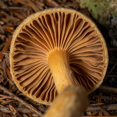 Chroogomphus tomentosus