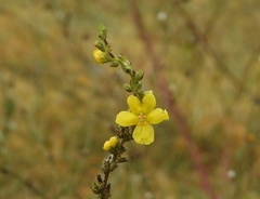 Verbascum phlomoides