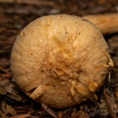 Chroogomphus tomentosus