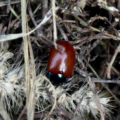 Melasomoptera