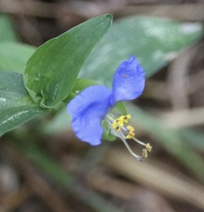 Commelina