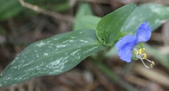 Commelina