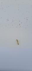 Polycentropodidae