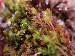 Takakia ceratophylla