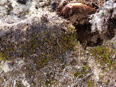 Takakia ceratophylla