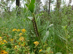 Cucullia convexipennis