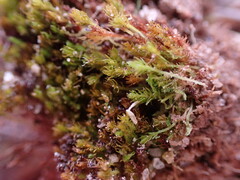 Takakia ceratophylla
