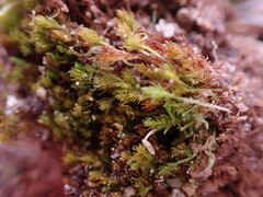 Takakia ceratophylla