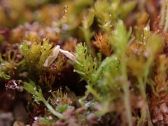 Takakia ceratophylla