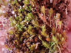 Takakia ceratophylla