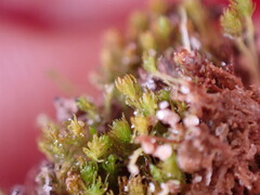 Takakia ceratophylla