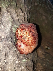 Abortiporus biennis