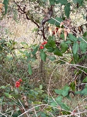 Lonicera