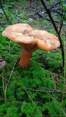 Lactarius salmonicolor