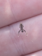 Uloborus