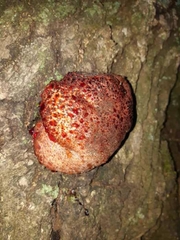 Abortiporus biennis