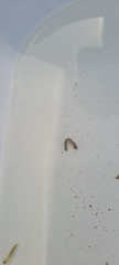 Polycentropodidae