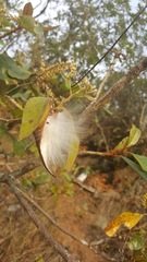 Asclepiadeae