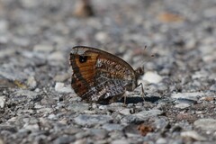 Erebia montanus