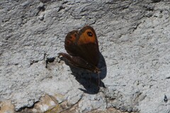 Erebia montanus
