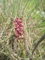 Anacamptis coriophora fragrans
