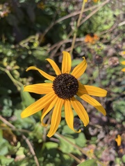 Rudbeckia