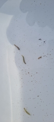 Polycentropodidae