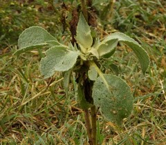 Verbascum phlomoides