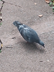 Columba livia domestica