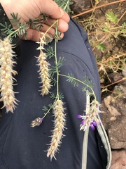 Dalea pogonathera