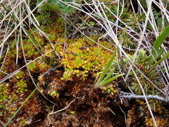 Sphagnum compactum