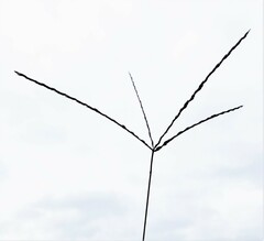 Digitaria sanguinalis