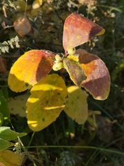 Symphoricarpos occidentalis