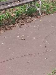 Passer domesticus