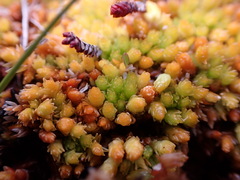 Sphagnum compactum