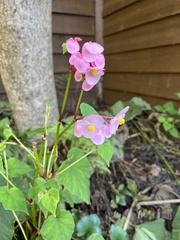 Begonia grandis
