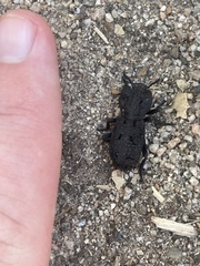 Phloeodes diabolicus