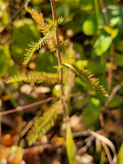 Achillea millefolium borealis