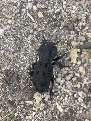 Phloeodes diabolicus