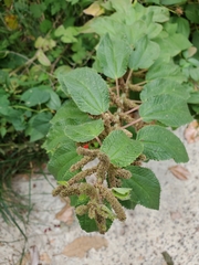 Boehmeria cylindrica