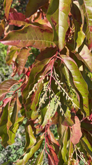 Oxydendrum arboreum