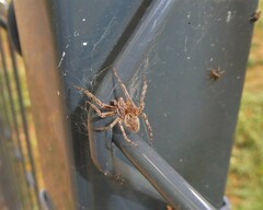 Larinioides sclopetarius
