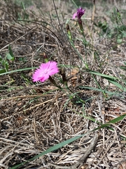 Dianthus seguieri