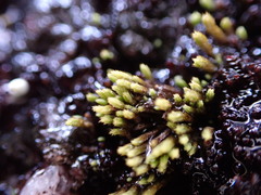 Conostomum tetragonum