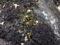 Conostomum tetragonum