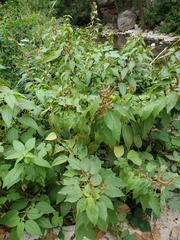 Boehmeria cylindrica